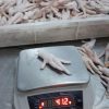 CHICKEN PARTS - Image 10