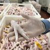 CHICKEN PARTS - Image 12