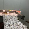 CHICKEN PARTS - Image 19