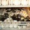 Automatic Egg Incubator - Image 9